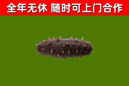 雷州市烟酒回收干海参.jpg